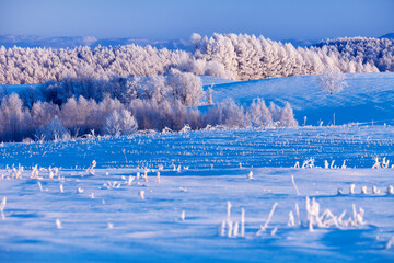 霧氷の朝（美瑛町）