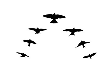 Silhouette flock of birds flying in V-formation isolated on transparent background, PNG.