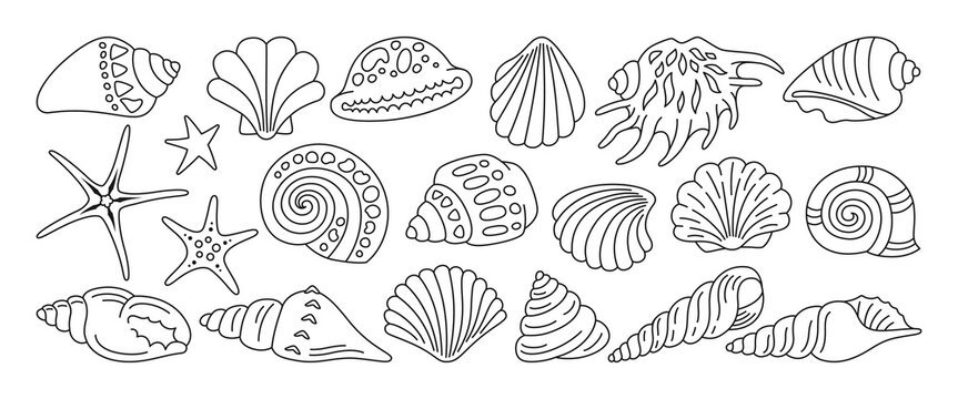 Sea shell, sink linear doodle set. Ocean exotic underwater seashell conch aquatic mollusk, sea spiral snail, marine starfish collection. Tropical beach shells nature aquatic water design illustration