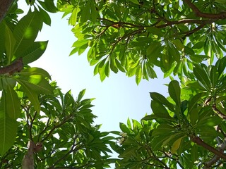 Upright vantage point image of beautiful tropical trees in summer on a beach in blue sky and beautiful leaves pattern giving freshness to the viewer. 