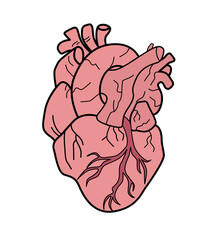 human heart