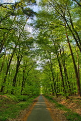 Path through sunny green Forest in Spring, Roedermark, Hessen, G