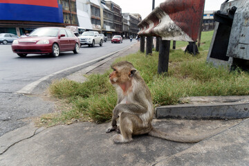 Monkey (long-tailed macaques ) in Lopburi Thailand, Also called the monkey city that have their...