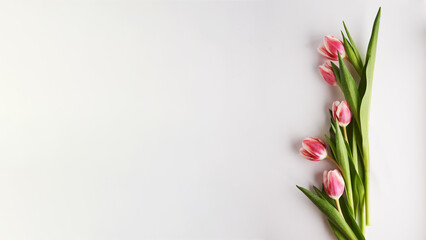  pink tulips and emty space for text over loght grey background