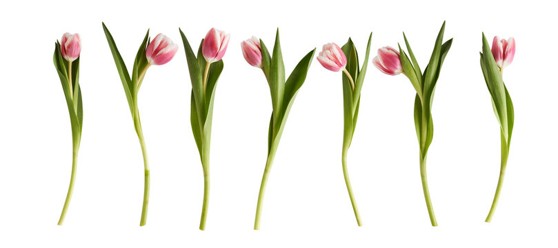 set of pink tulips isolataed on white background