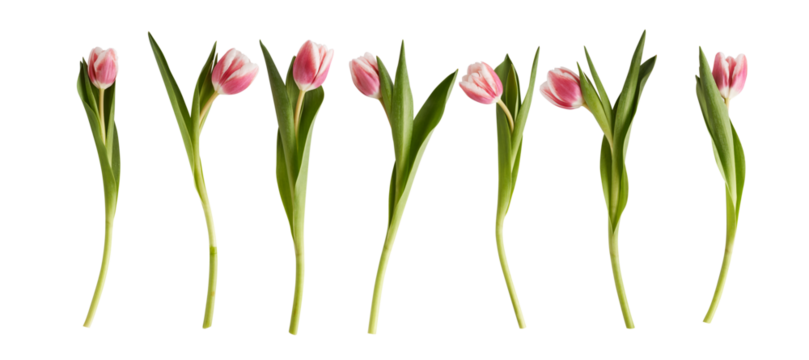 set of pink tulips isolataed on white background