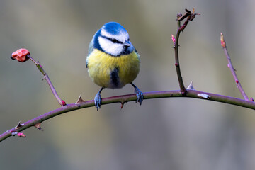 Blaumeise (Cyanistes caeruleu)