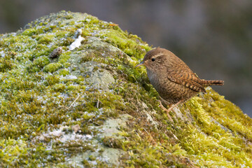 Zaunkönig (Troglodytes troglodytes)