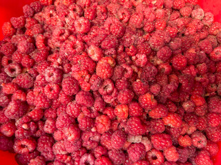 The ripe raspberries in the red bowl.