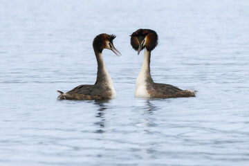 Haubentaucher (Podiceps cristatus)