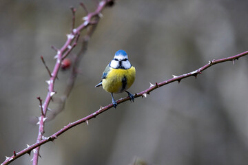 Blaumeise (Cyanistes caeruleu)