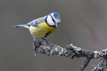 Blaumeise (Cyanistes caeruleu)