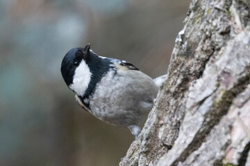 Tannenmeise (Periparus ater) 