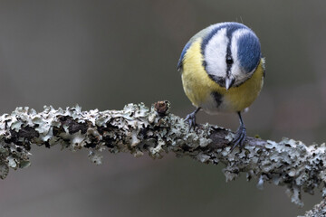 Blaumeise (Cyanistes caeruleu)