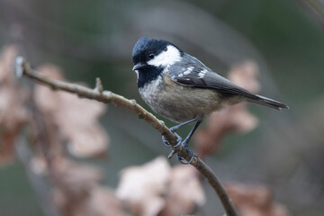 Obraz premium Tannenmeise (Periparus ater) 