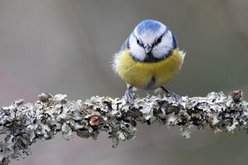 Blaumeise (Cyanistes caeruleu)