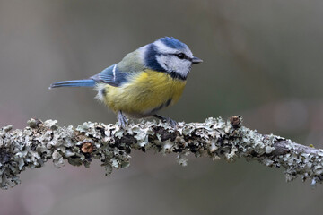 Blaumeise (Cyanistes caeruleu)