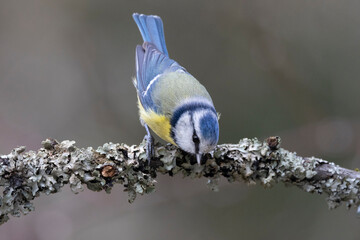 Blaumeise (Cyanistes caeruleu)