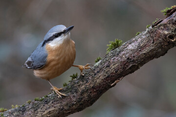 Kleiber (Sitta europaea) 