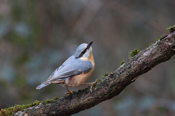 Kleiber (Sitta europaea) 