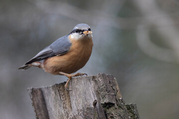 Kleiber (Sitta europaea) 