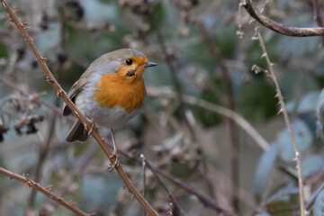 Rotkehlchen (Erithacus rubecula)