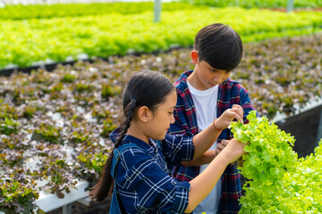 Obraz premium Asian boy and girl learning to grow and care organic vegetable in hydroponics system greenhouse garden. Children kid looking organic green oak lettuce in vegetable farm. Education healthy food concept