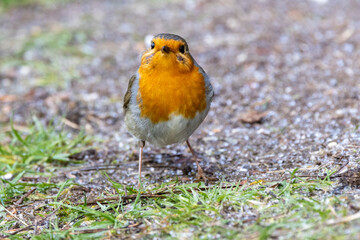 Rotkehlchen (Erithacus rubecula)