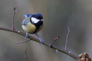 Kohlmeise (Parus major)