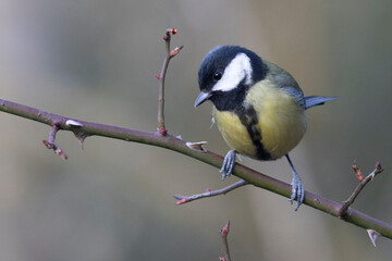 Kohlmeise (Parus major)