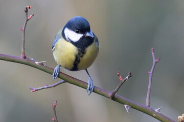 Kohlmeise (Parus major)