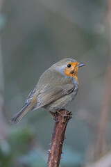 Rotkehlchen (Erithacus rubecula)  