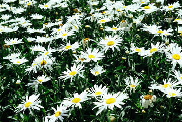 Fototapeta premium Common daisy (chamomile) flowers on light background 