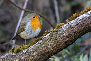 Rotkehlchen (Erithacus rubecula)