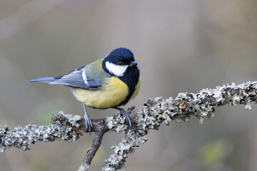 Kohlmeise (Parus major)