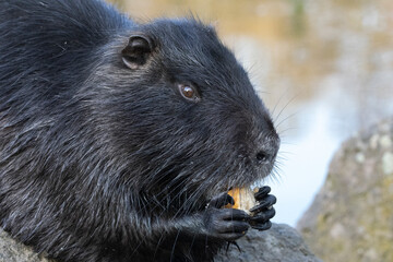 Nutria (Myocastor coypus)