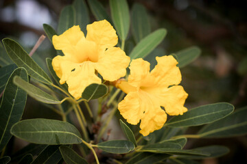 Picture of a yellow flower blooming in spring