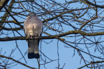 Ringeltaube (Columba palumbus)