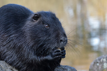 Nutria (Myocastor coypus)
