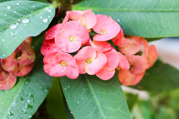 Poi Sian, beautiful and morning dew