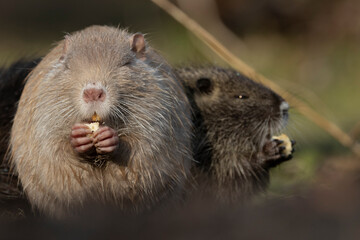 Nutria (Myocastor coypus)