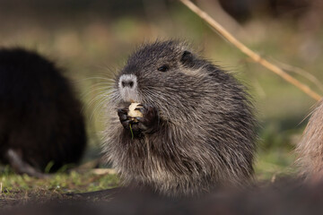 Nutria (Myocastor coypus)