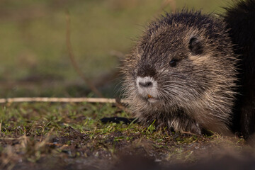 Nutria (Myocastor coypus)