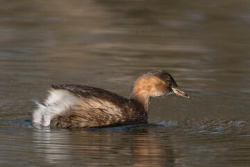 Zwergtaucher (Tachybaptus ruficollis)