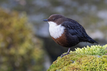 Wasseramsel (Cinclus cinclus)