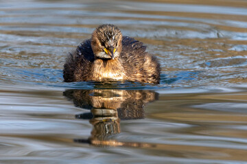 Zwergtaucher (Tachybaptus ruficollis)