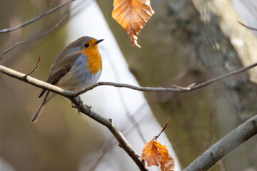 Rotkehlchen (Erithacus rubecula)