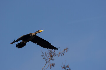 Kormoran (Phalacrocorax carbo)
