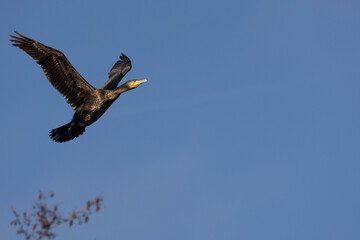 Kormoran (Phalacrocorax carbo)