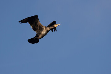 Kormoran (Phalacrocorax carbo)